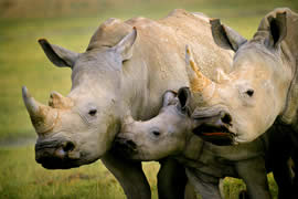 世界上最罕见的犀牛，爪哇犀牛(中国的1922年灭绝)