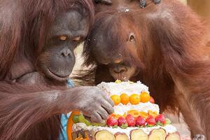 世界最老红毛猩猩，62岁和孙子抢蛋糕