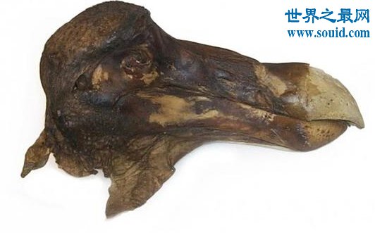十大已经灭绝的动物，渡渡鸟(第一个被人整死的动物)(www.gifqq.com)
