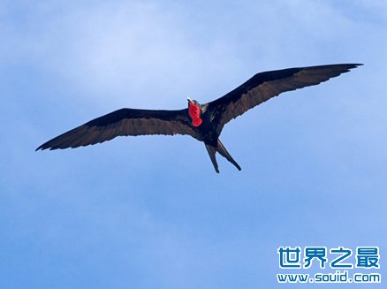 关于鸟类的世界之最，活104岁(www.gifqq.com)