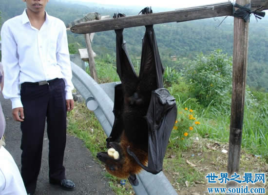 世界上最大的蝙蝠，马来大狐蝠(长达近2米)(www.gifqq.com)
