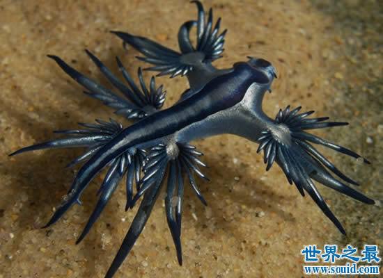 世界上最像外星生物的动物，阿特兰提库斯(从没见过)(www.gifqq.com)