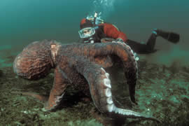 世界上最大的章鱼，太平洋巨型章鱼(重545斤)