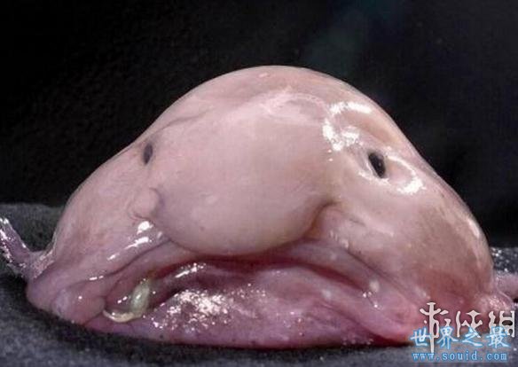 世界上最丑的鱼，水滴鱼能吃吗(不想死你就去吃吧)(www.gifqq.com)