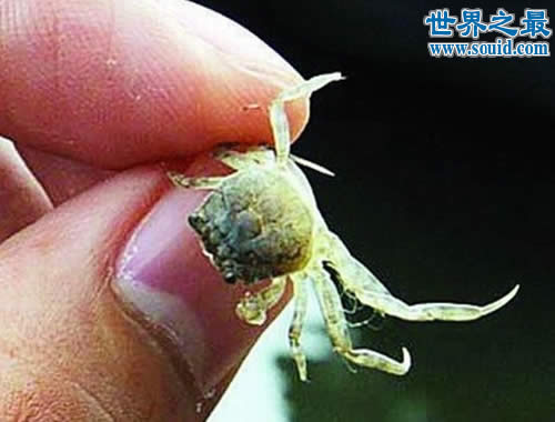 世界上最小的螃蟹，豆蟹(贝类的寄生虫)(www.gifqq.com)