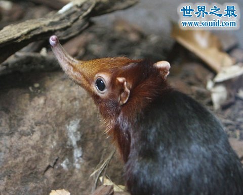 世界上最小的哺乳动物，鼩鼱(长4厘米/重3克)(www.gifqq.com)
