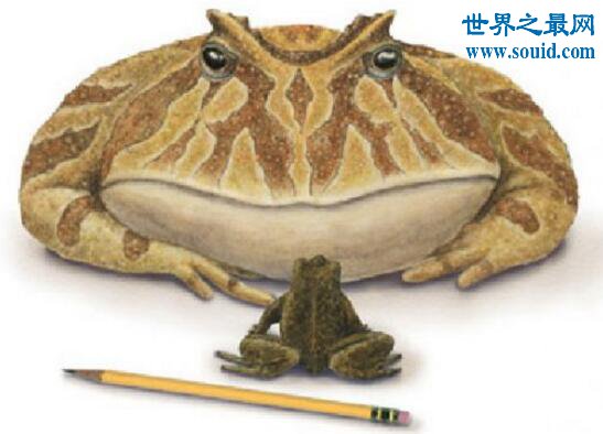 史前最大的青蛙，魔鬼蛙(生吃霸王龙)(www.gifqq.com)