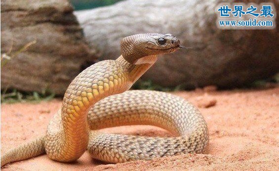 世界上最罕见最珍稀的蛇，蓝血蛇(售价高达300万)(www.gifqq.com)