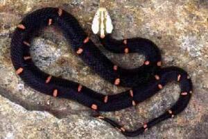 世界上最罕见的毒蛇，喜玛拉雅白头蛇(最好别惹它)