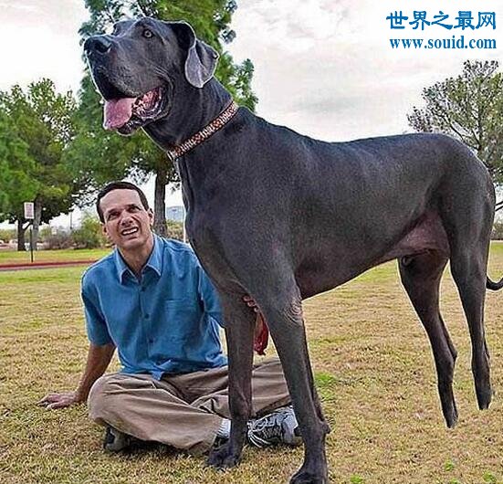 世界最高大的狗，大乔治高达2.2米(比人还高)(www.gifqq.com)