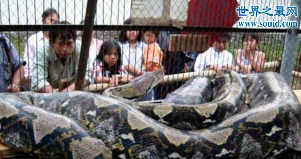 世界上最大的蛇97米，当然是假的（只有14.85米）(www.gifqq.com)