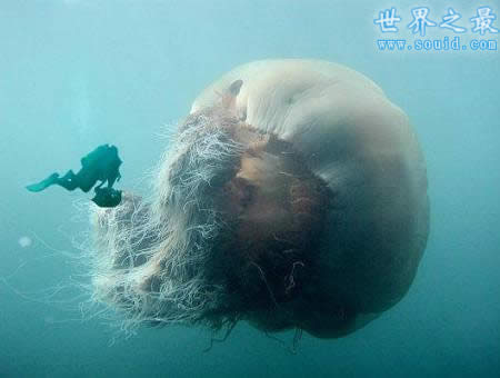 世界上最大的水母，越前水母(有毒但可以吃)(www.gifqq.com)