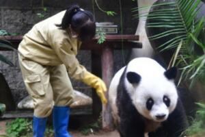 世界上最高寿熊猫，37岁的巴斯(相当于人的百岁以上)