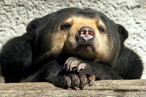 世界上体型最小的熊，马来熊(仅长110厘米/重27千克)