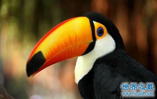 世界上嘴巴最大的鸟，巨嘴鸟(嘴长占身体的一半)(www.gifqq.com)