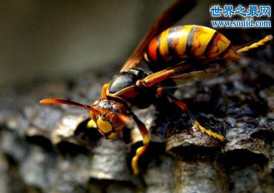 世界上最大的马蜂，攻击力强大能够杀人(www.gifqq.com)