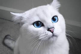 世界上最美的猫咪Coby，充满灵气蓝眼珠美哭43万人