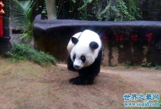 世界上最高寿熊猫，37岁的巴斯(相当于人的百岁以上)(www.gifqq.com)