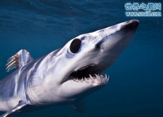 灰鲭鲨，速度最快最凶猛的吃人鲨鱼(www.gifqq.com)