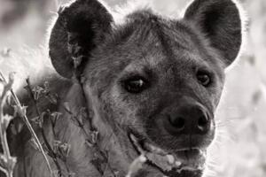 世界上咬合力最强的动物，斑鬣狗(可与狮子对抗)