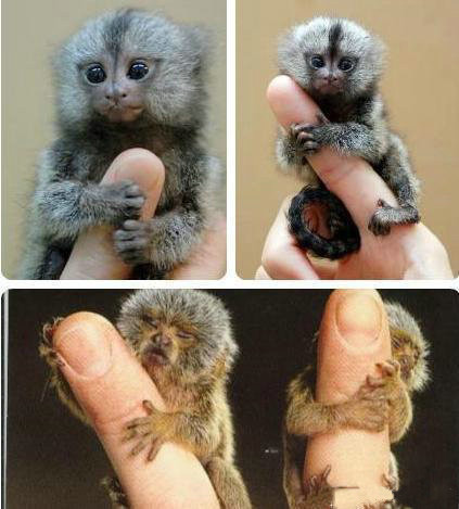 世界上最小的猴子降生，比大拇指还短(图)(www.gifqq.com)