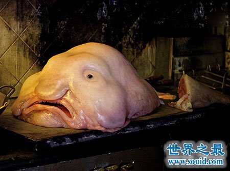 世界十大丑陋动物，水滴鱼丑成一坨(被自己丑哭了)(www.gifqq.com)