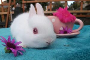 世界上最小的兔子，荷兰侏儒兔(长不大仅重1.2kg)