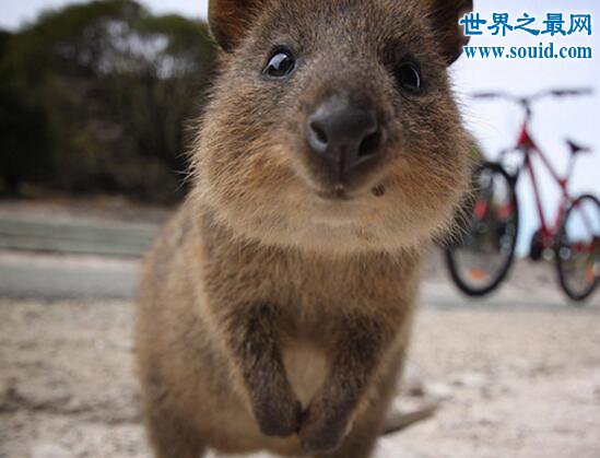 世界上最爱笑的动物，短尾矮袋鼠(澳洲濒危物种)(www.gifqq.com)