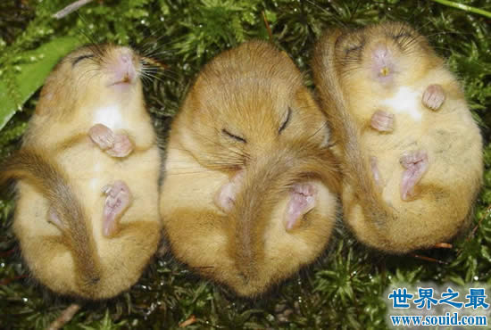冬眠时间最长的动物，睡鼠(长达9个月/往往被饿死)(www.gifqq.com)