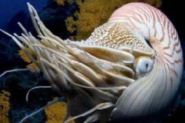 生物界十大活化石，鹦鹉螺5亿年前停止了进化