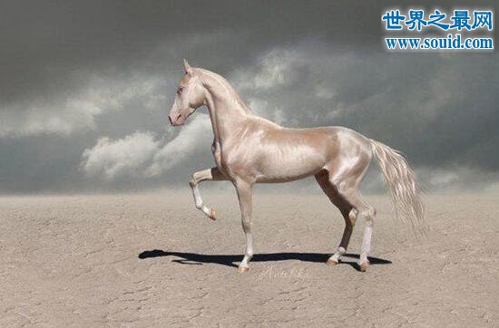 世界上最美的马，全身金闪闪身价高达几千万(www.gifqq.com)