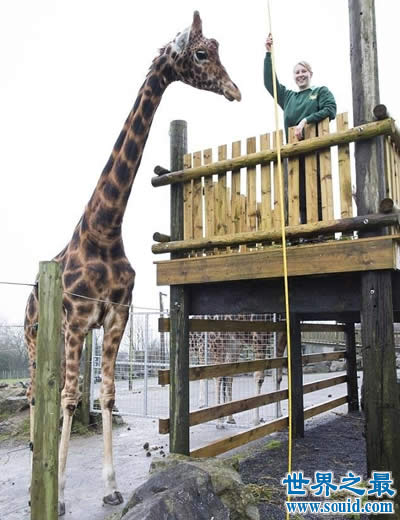 世界上最大最高的长颈鹿，高达6米(太高致还是光棍)(www.gifqq.com)