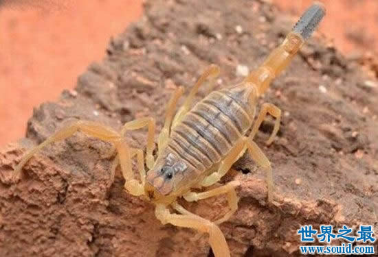 世界上最毒的蝎子，巴勒斯坦毒蝎(瞬间让人致命)(www.gifqq.com)
