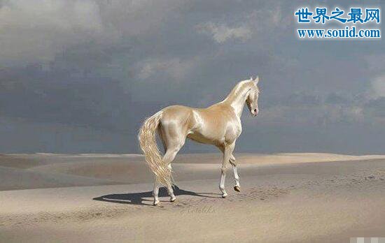 世界上最美的马，全身金闪闪身价高达几千万(www.gifqq.com)