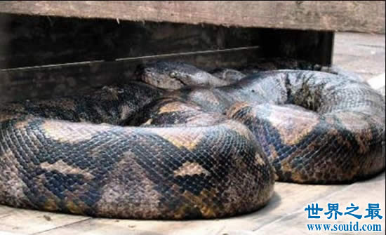 实拍世界上最大的蟒蛇，长达19米吃人怪兽(图)(www.gifqq.com)