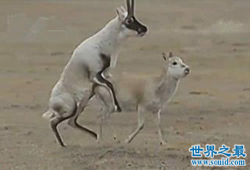 交配时间最长的动物，藏羚羊连续交配7天(图)(www.gifqq.com)