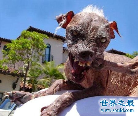 世界上最丑的10只狗，狗自己被恶心傻了(组图)(www.gifqq.com)