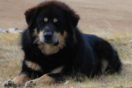 最忠诚的狗蒙古獒，战力强过藏獒