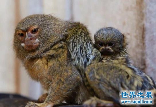 世界上最小的猴子降生，比大拇指还短(图)(www.gifqq.com)