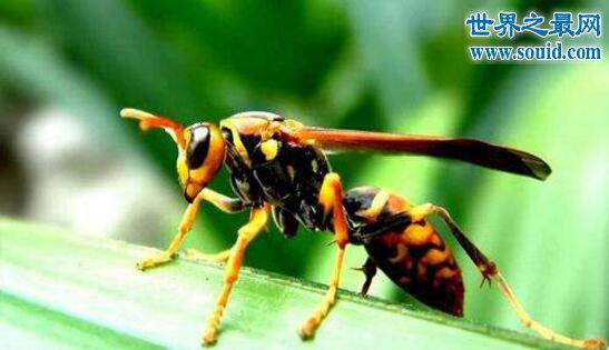 世界上最大的马蜂，攻击力强大能够杀人(www.gifqq.com)