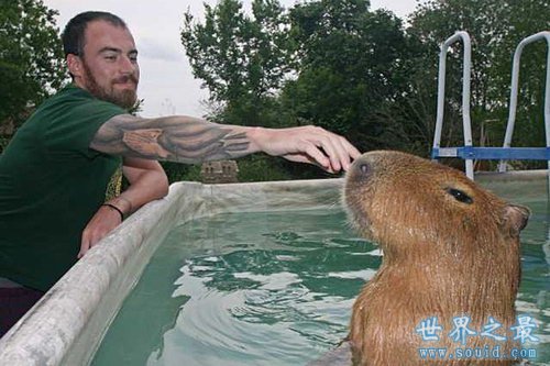 世界上最大的啮齿宠物，最大的水豚(90斤)(www.gifqq.com)