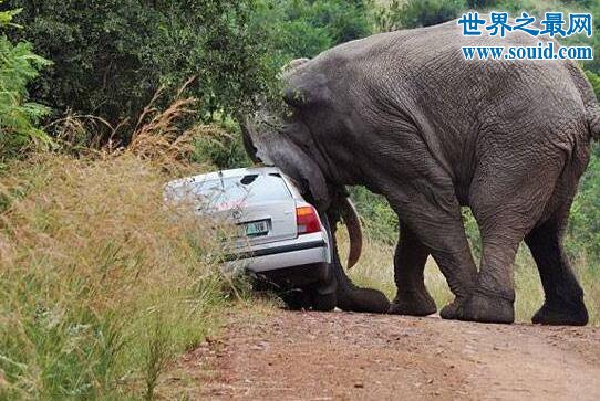 世界上最记仇的动物，大象十三年后撞死猎人报仇(www.gifqq.com)
