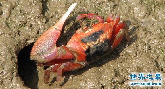 世界上最会变色的螃蟹，招潮蟹(一天变色8次)(www.gifqq.com)