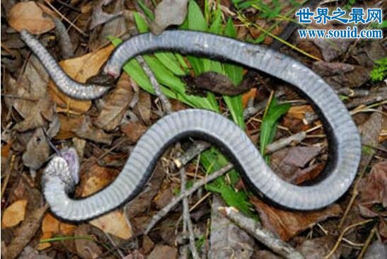 世界上最怂的蛇猪鼻蛇，装死恐吓就是不敢下嘴咬(www.gifqq.com)