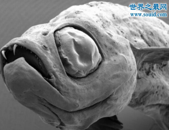 世界上最恐怖的鱼类，吸血鬼鱼(牙齿长达15米)(www.gifqq.com)