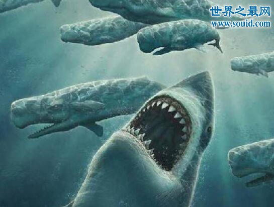 史前最大的鲨鱼，体长21米的巨牙鲨(以鲸鱼为食)(www.gifqq.com)