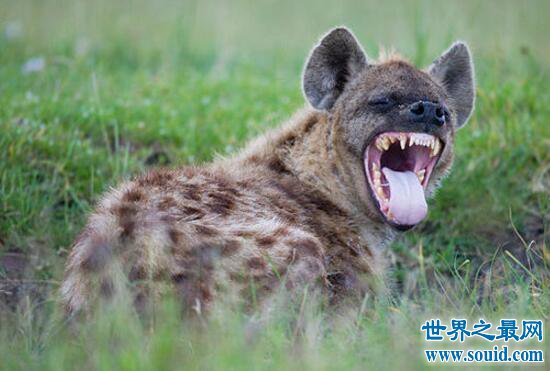 世界上咬合力最强的动物，斑鬣狗(可与狮子对抗)(www.gifqq.com)