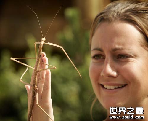 世界上最长的昆虫(www.gifqq.com)