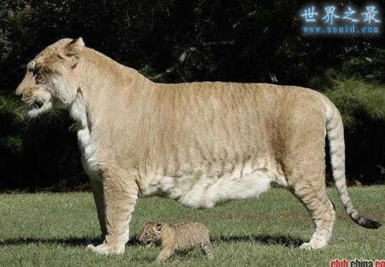 世界上最大的猫科动物，美国狮虎(长3.3米)(www.gifqq.com)