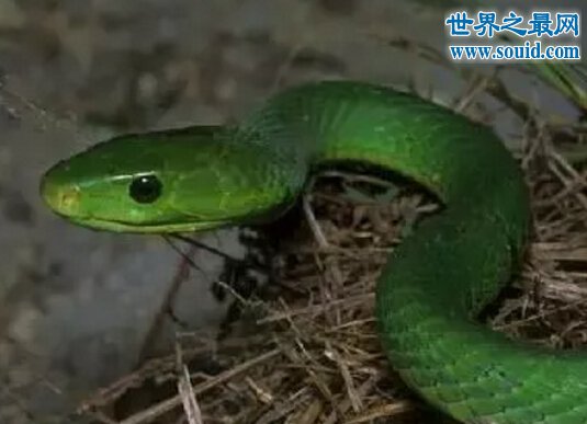 世界十大名蛇，变色蛇(超强的隐身术)(www.gifqq.com)